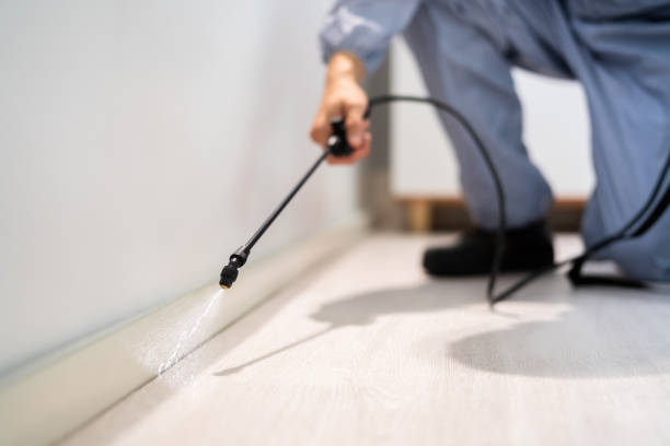 Licensed Wasp Removal service in Penn State Erie, PA - Show Me Pest Control